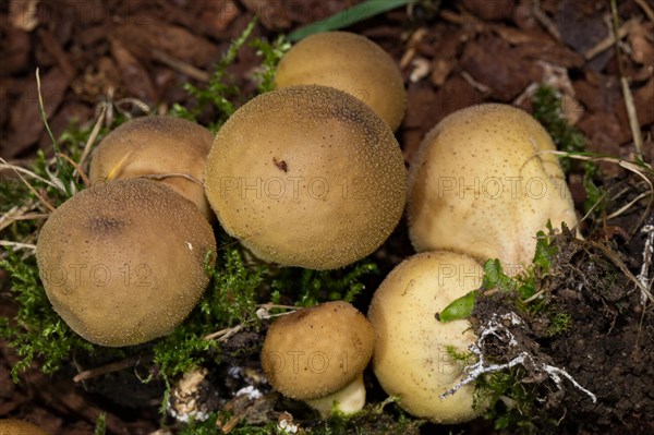 Pear-shaped puffball (Lycoperdon pyriforme)