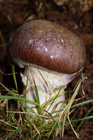 Goliath webcap (Cortinarius praestans)