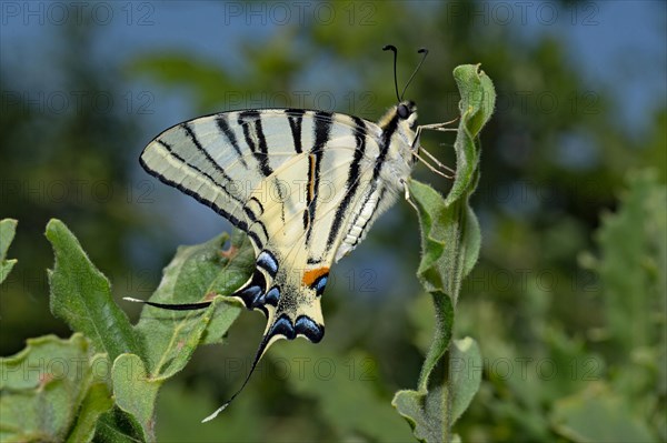 Scarce swallowtail (Iphiclides podalirius)