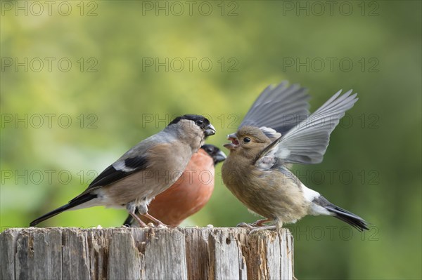 Eurasian bullfinch (Pyrrhula pyrrhula)