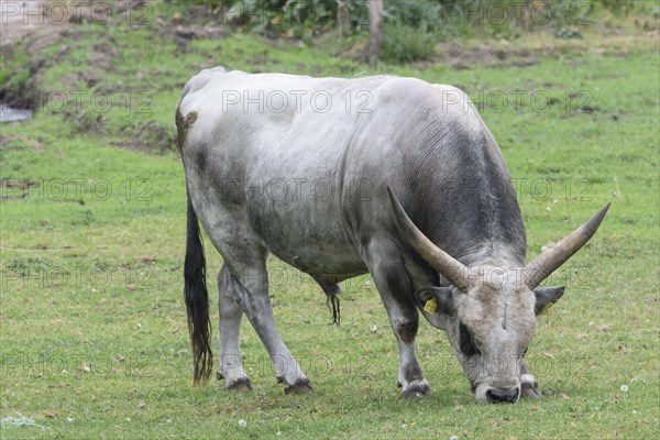 Hungarian steppe cattle