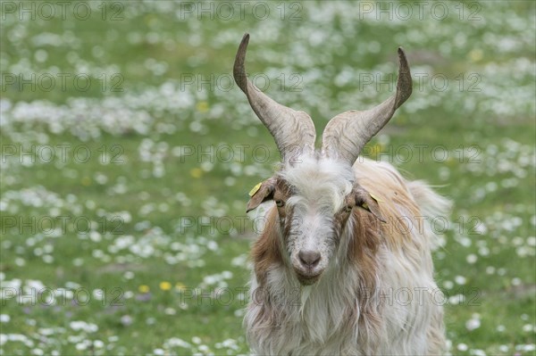 Girgentana Goat