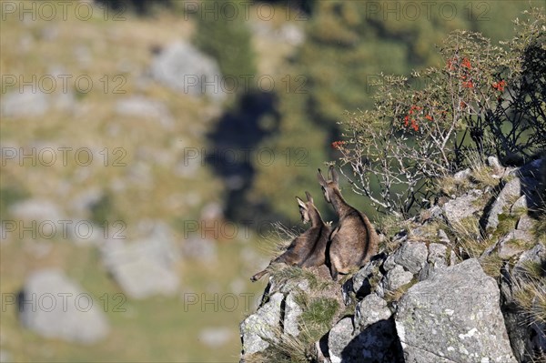Chamois (Rupicapra rupicapra)