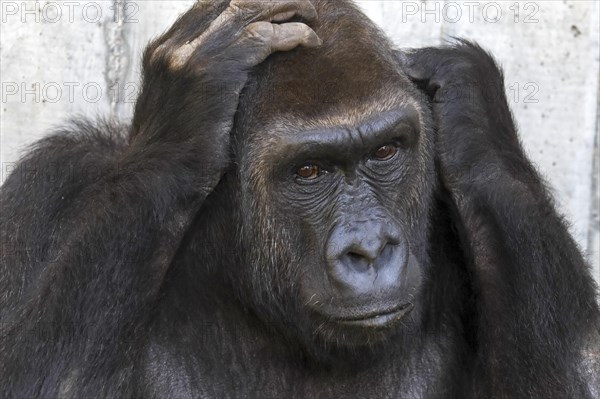 Western lowland gorilla (Gorilla gorilla)