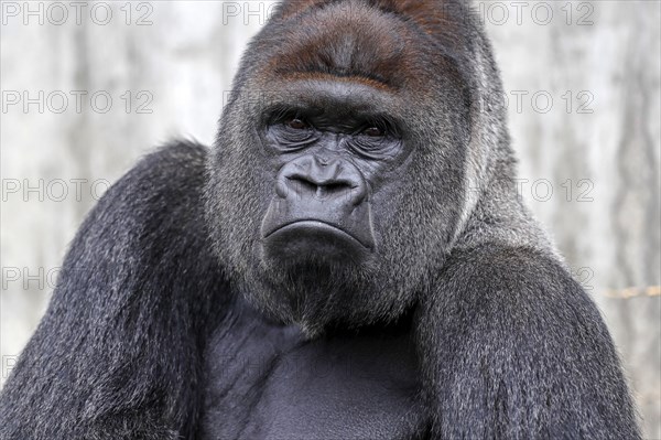 Western lowland gorilla (Gorilla gorilla)