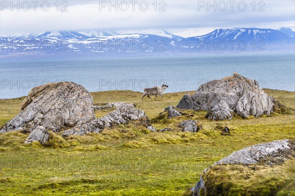 Svalbard reindeer (Rangifer tarandus platyrhynchus) in the Toundra