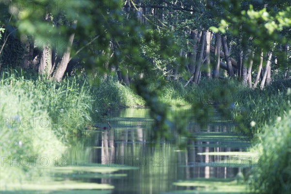 Watercourse through red alder scrub forest (Alnus glutinosa)