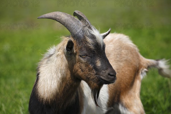 Dwarf goat