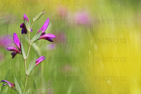 Wild gladiolus (Gladiolus illyricus)