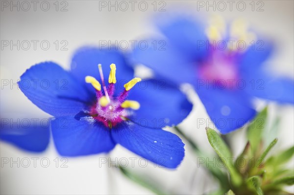 Armenian weather glass (Lysimachia foemina) (Anagallis arvensis) Loureira