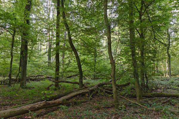 Mixed deciduous forest