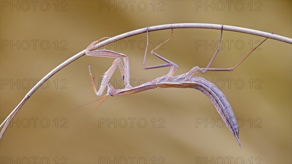 European mantis (Mantis religiosa) brown variant