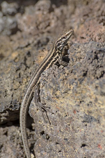 Female Gallotia galloti (Gallotia galloti palmae) El Paso