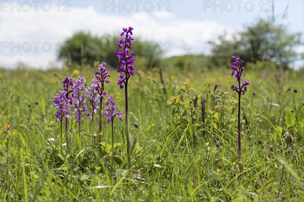 Early purple orchid (Orchis mascula) Hoher Doernberg