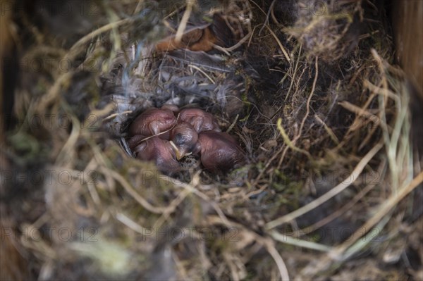 Eurasian tree sparrow (Passer montanus) in nesting box