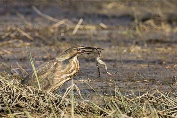 American bittern eating bullfrog (Botaurus lentiginosus)