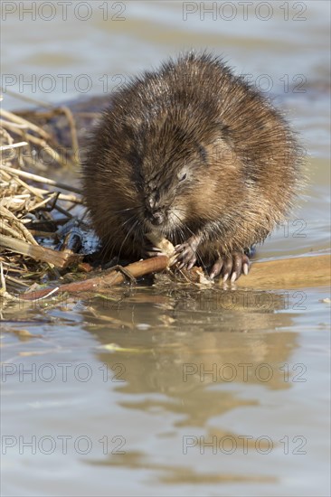 Muskrats (Ondatra zibethicus)