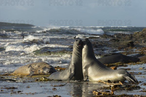 Sealion Island