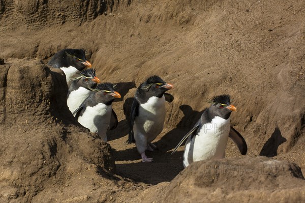 Saunders Island