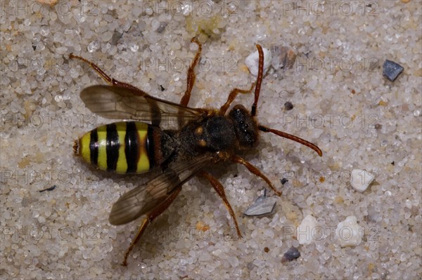 Lathbury's Nomad (Nomada lathburiana) Bee