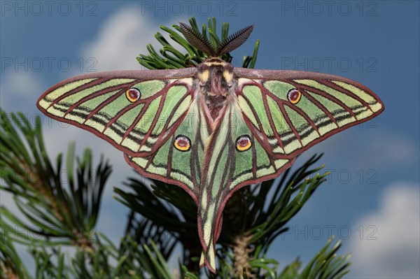 Spanish moon moth (Graellsia isabellae)