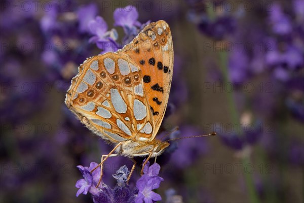 Queen of Spain fritillary (Issoria lathonia)