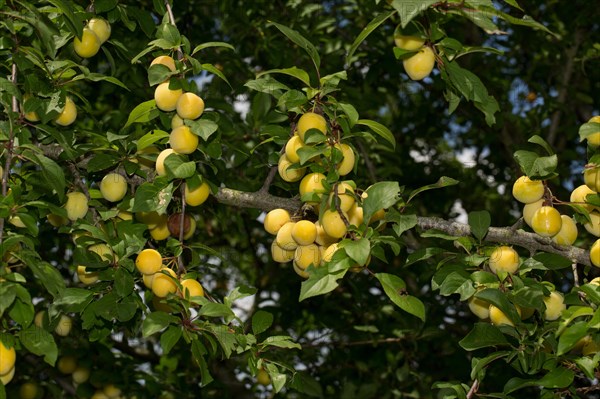 Mirabelle plum (Prunus domestica subsp. syriaca)