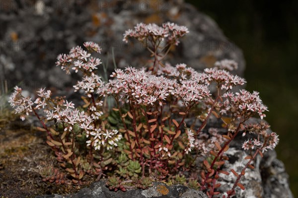 White stonecrop (Sedum album)