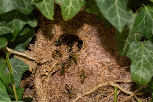 Common wasp (Vespula vulgaris)