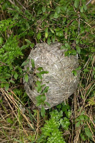 Median wasp (Dolichovespula media)