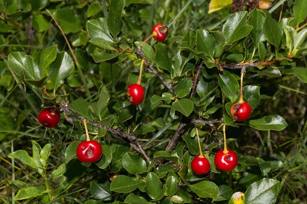 Prunus fruticosa (Prunus fruticosa)