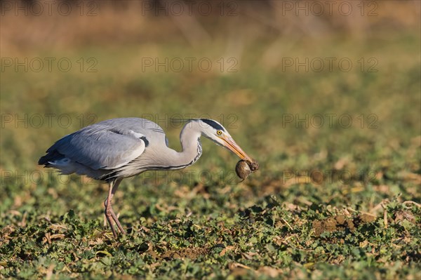 Grey heron (Ardea cinerea) with captured mouse