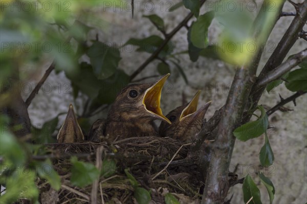 Blackbirds (Turdus merula)