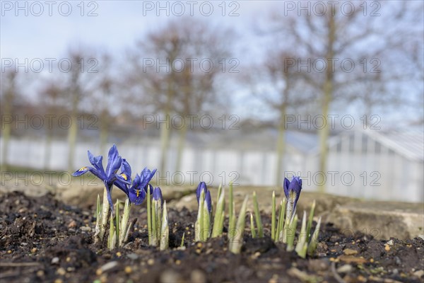 Little Dwarf Iris (Iris histrioides)