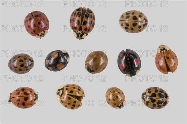 Asian lady beetle (Harmonia axyridis) Muenden nature park Park