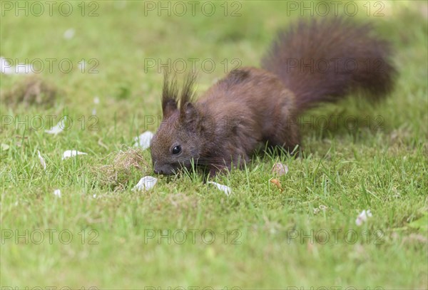 Eurasian red squirrel (Sciurus vulgaris) Squirrel Protection