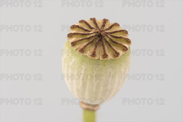 Poppy flowers (Papaver rhoeas) Poppy flower