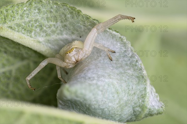 Goldenrod crab spider (Misumena vatia) with cocoon