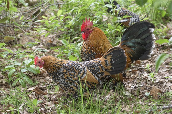 Feather-footed dwarfDomestic Chicken (Gallus gallus domesticus)