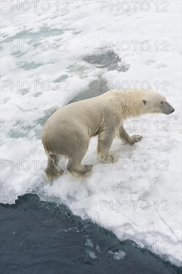 Polar bear (Ursus maritimus) rising from the water