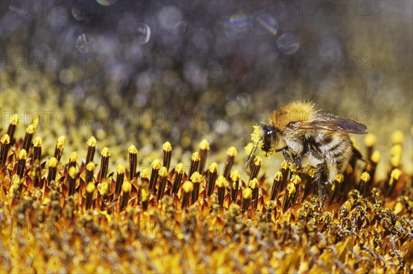 Common Carder-bee (Bombus pascuorum) on sunflower (Helianthus annuus)