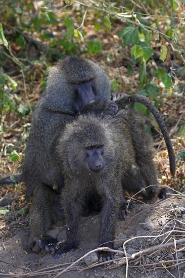 Baboons