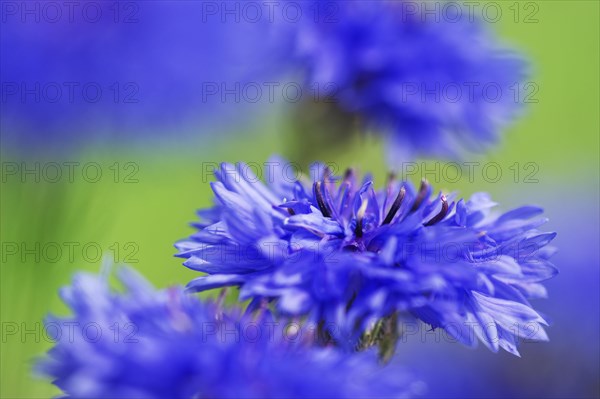 Cornflower (Centaurea cyanus)