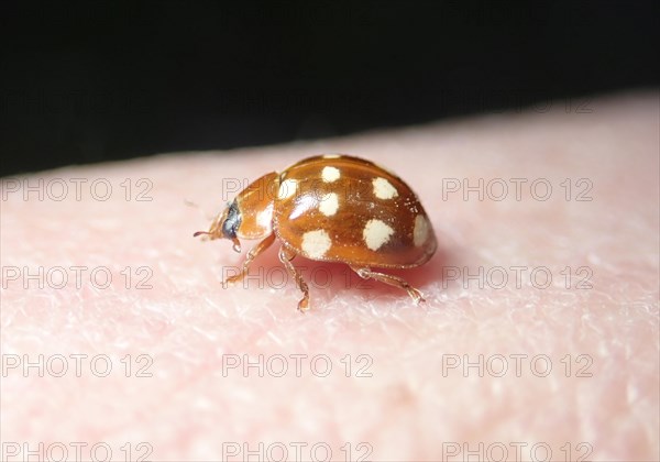 Cream-spot ladybird (Calvia quatuordecimguttata) or Cream-spot ladybird