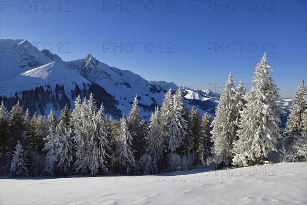 Winter Landscape