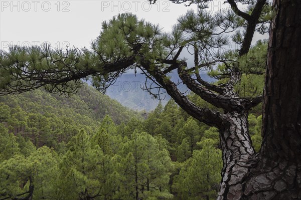Canary Island pine (Pinus canariensis) Parque Nacional de la Caldera de Taburiente