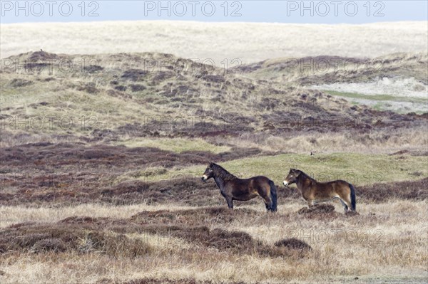 Exmoor Pony