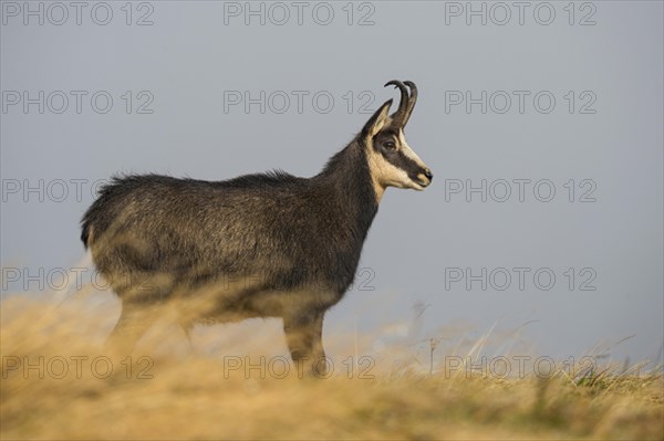 Chamois (Rupicapra rupicapra)