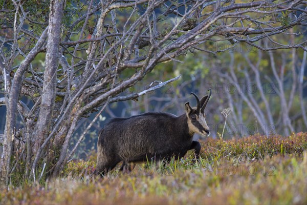 Chamois (Rupicapra rupicapra)