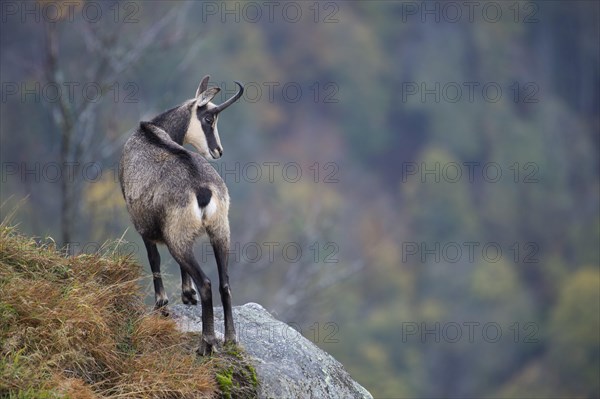 Chamois (Rupicapra rupicapra)